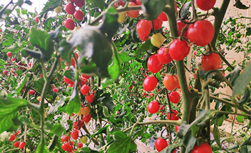 陕西大棚小番茄种植万博体育官网登录注册欢迎你项目