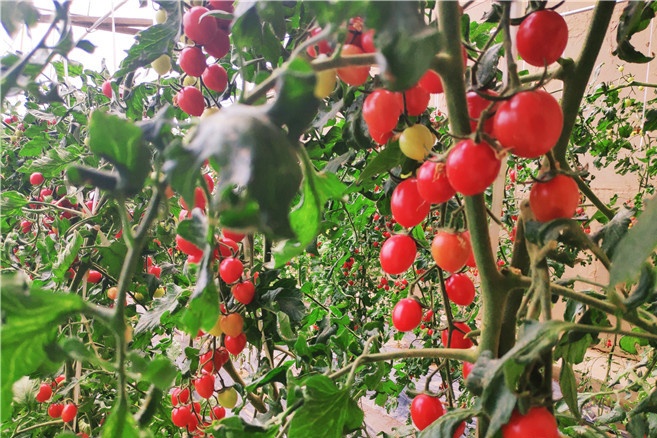 小番茄种植保温